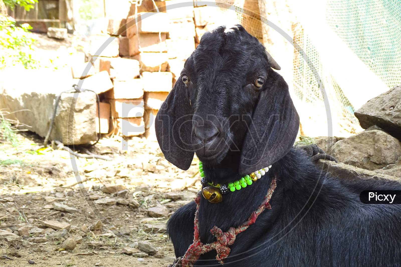 Goat in goat farm a domestic animal goat