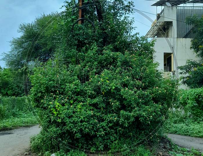 Camouflage electric pole tree covered by bushes