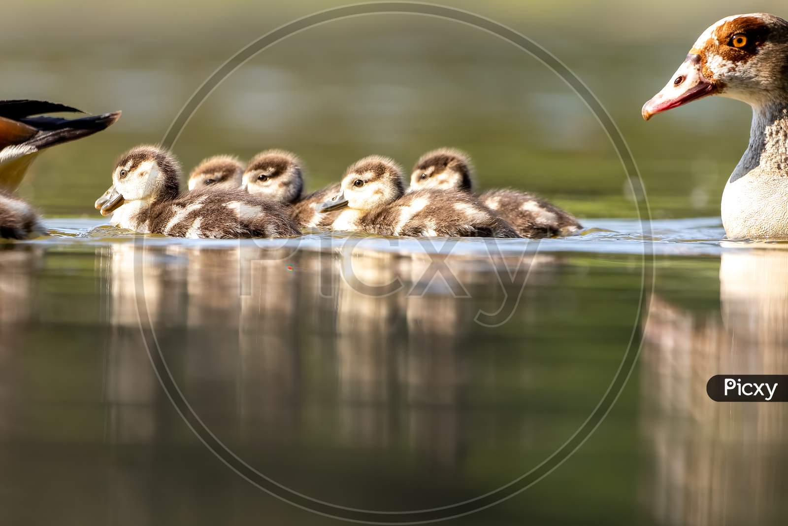 An Egyptian goose family swimming in a little pond in Cologne, Germany at a sunny day in summer.