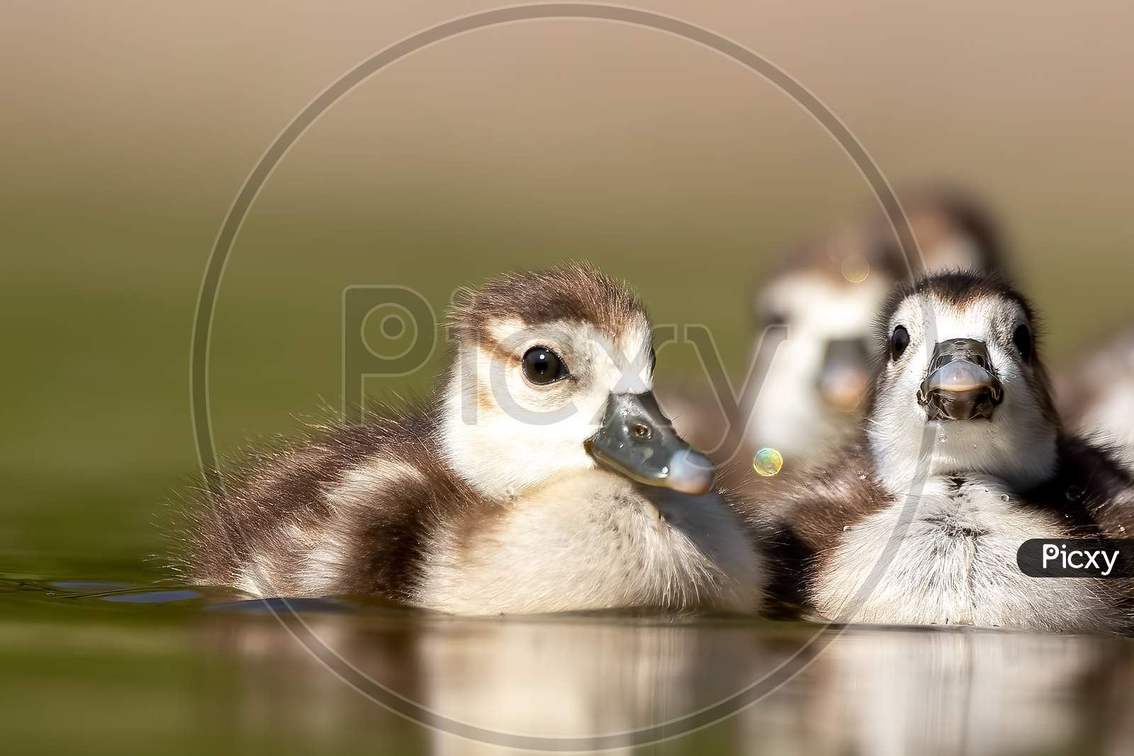 An Egyptian goose family swimming in a little pond in Cologne, Germany at a sunny day in summer.