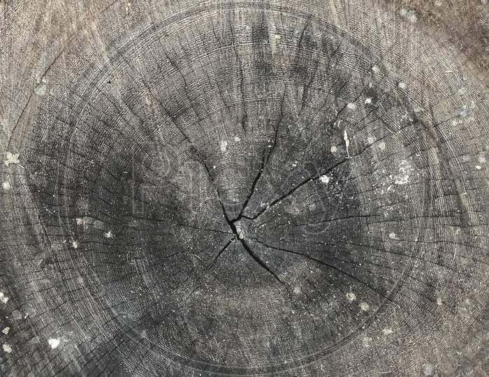 Tree rings old weathered wood texture with the cross section of a cut long
