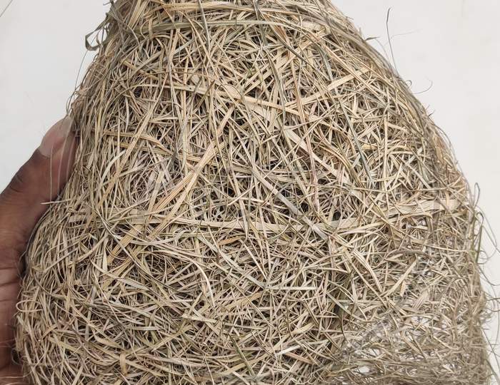 Weaver Bird Nest