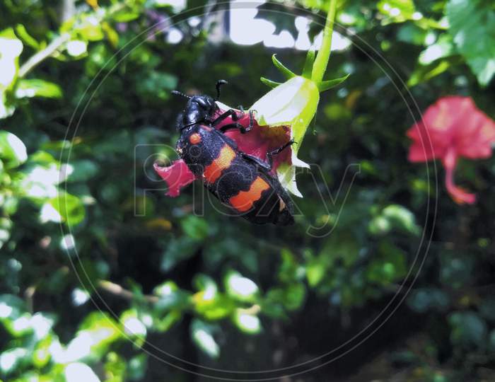 Hycleus is a genus of blister beetle, eating red hibiscus