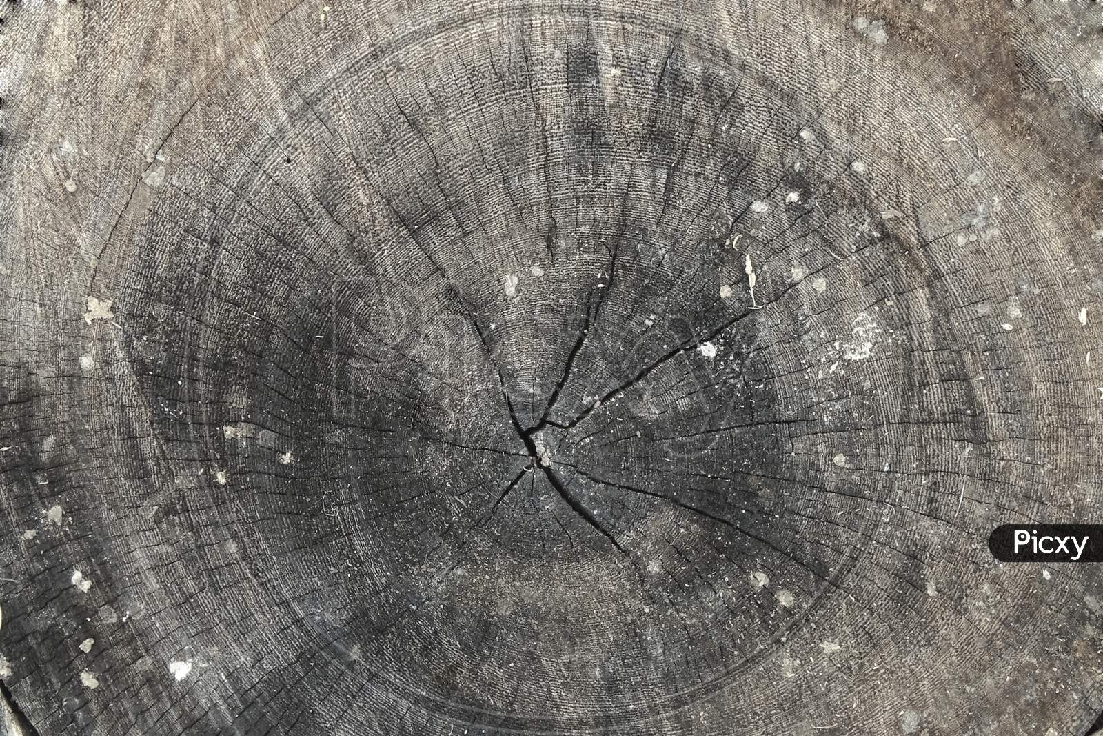 Tree rings old weathered wood texture with the cross section of a cut long