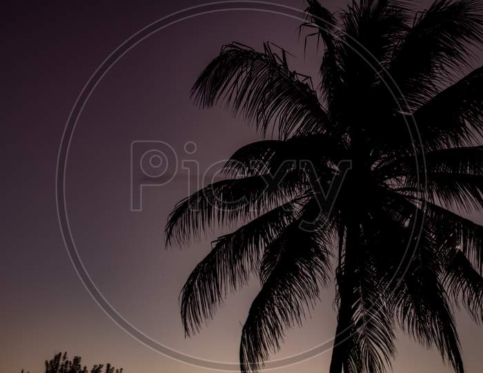 Silhouette Of A Palm Tree Canopy During Sunset. Holiday Landscape.