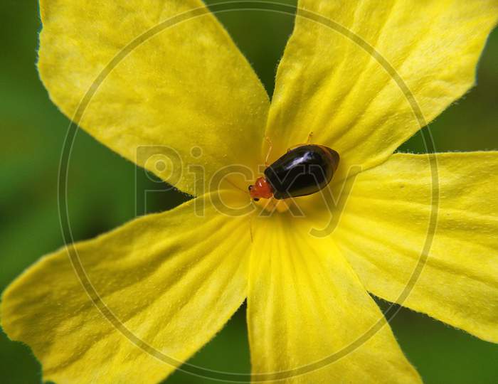 Beetle at flower