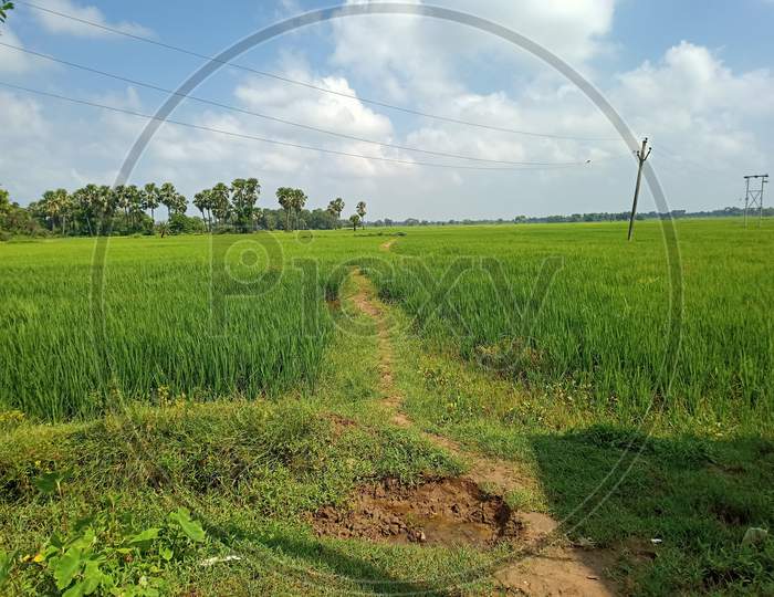 Image of view of green fields village Greenfield view gaon ka khet