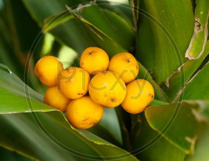 Ripe Seeds Of Dracaena Fragrans Or Cornstalk Dracaena  Commonly Known As Corn Plant