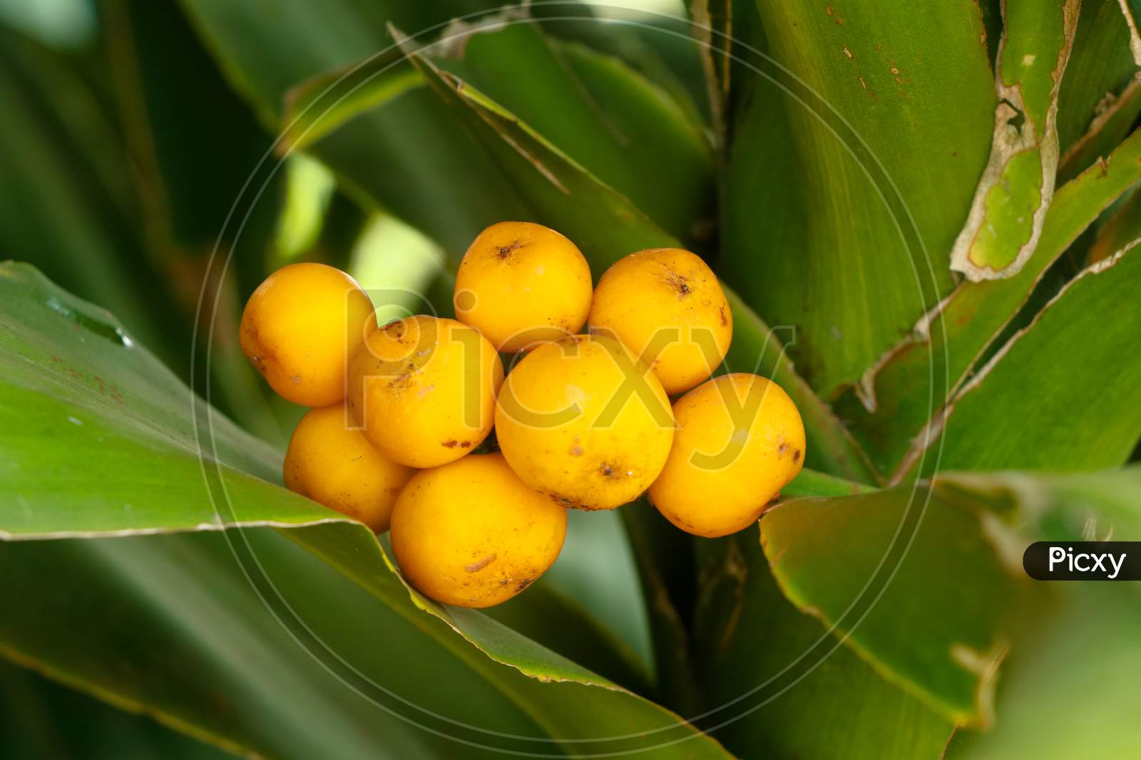 Ripe Seeds Of Dracaena Fragrans Or Cornstalk Dracaena  Commonly Known As Corn Plant