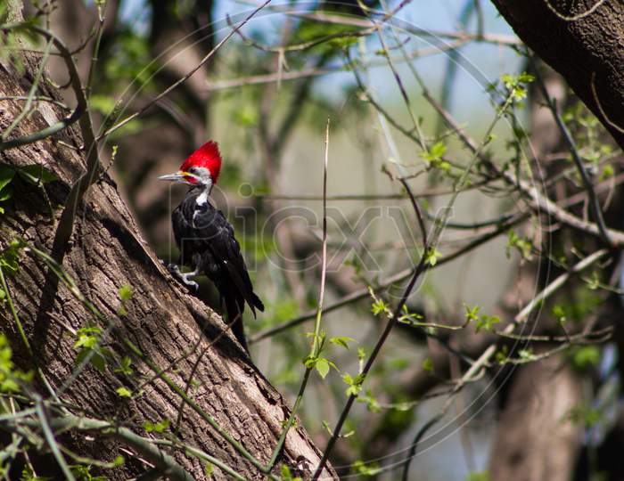Black Woodpecker In Its Natural Habitat In Cordoba Argentina