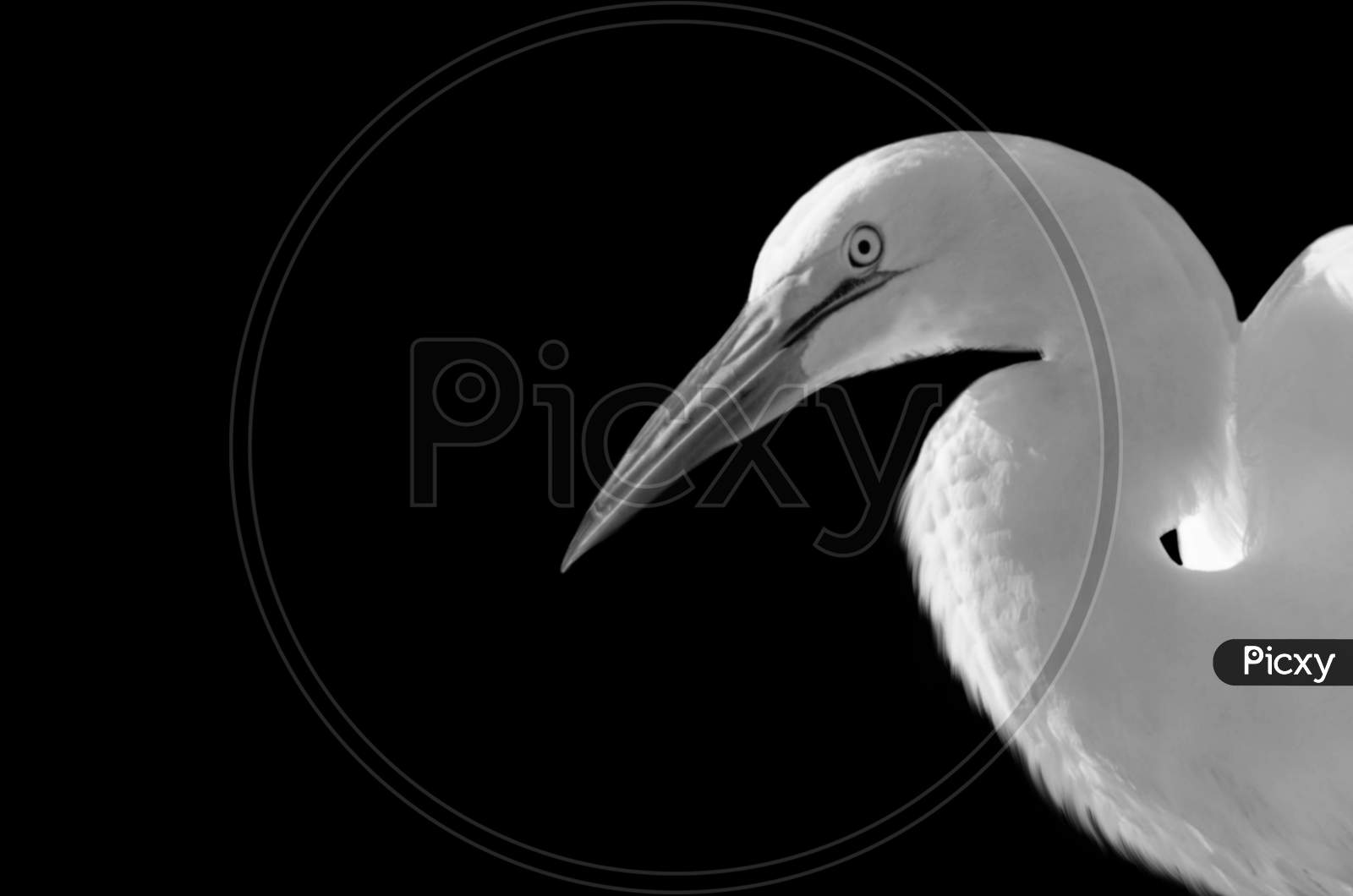 Beautiful White Great Egret Face In The Black Background
