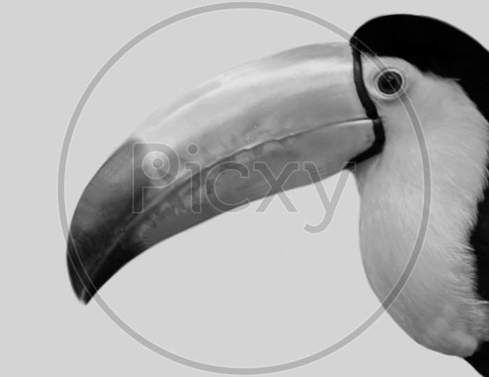 Beautiful Keel Billed Toucan Closeup Face In The White Background