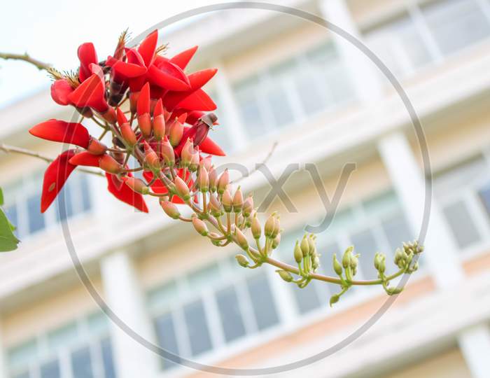 A Red Erythrina Fusca Flowers On Campus