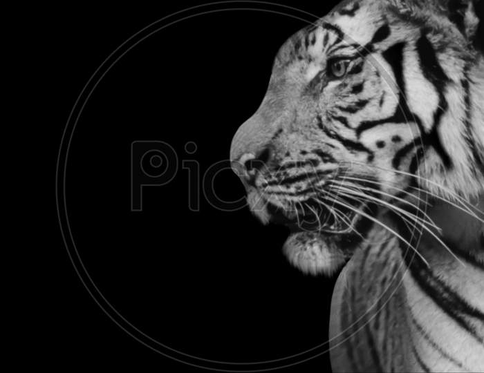 Black And White Tiger Side Face In The Black Background