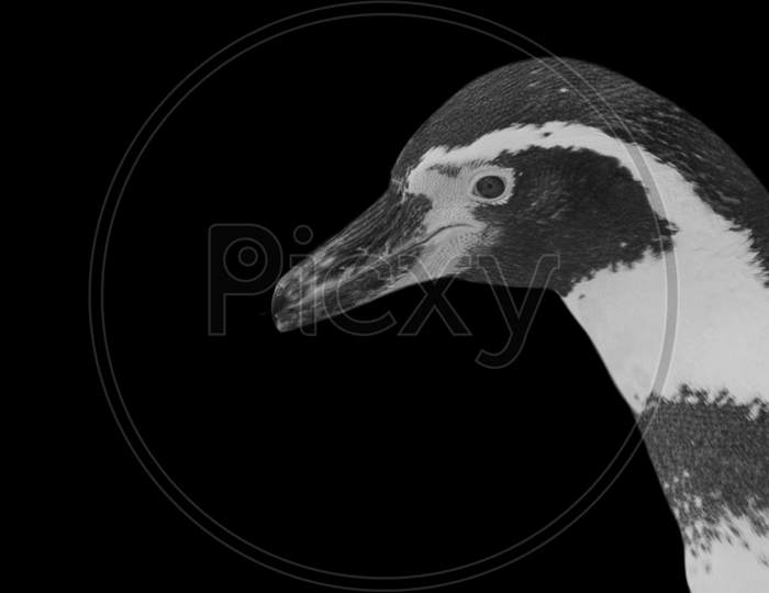 Black And White Penguin Closeup Face