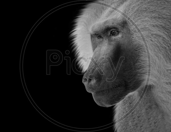 Black And White Baboon Closeup Face In The Black Background