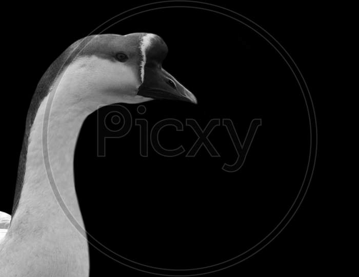 Cute And Beautiful Domestic Goose Closeup Face In The Black Background