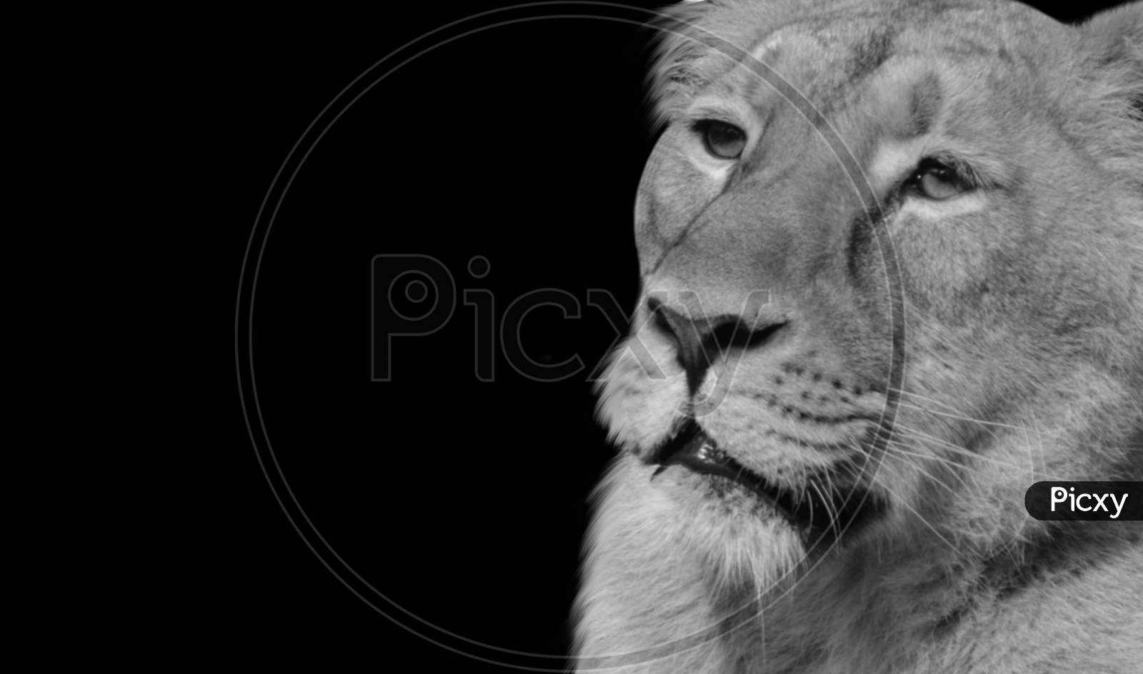 Amazing And Beautiful Lion Face In The Black Background