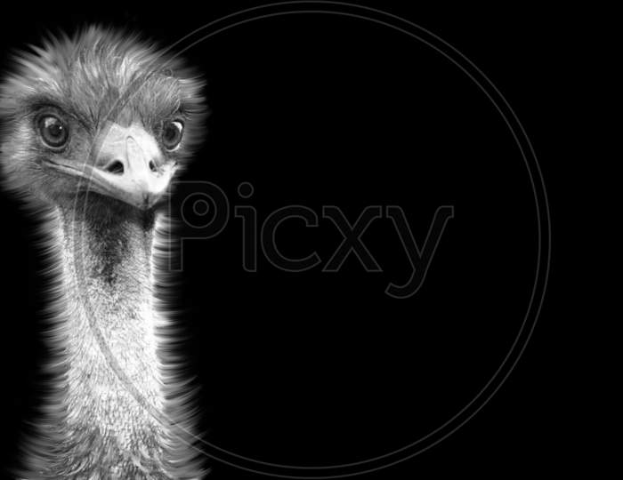 Cute Black And White Emu Closeup Face In The Black Background