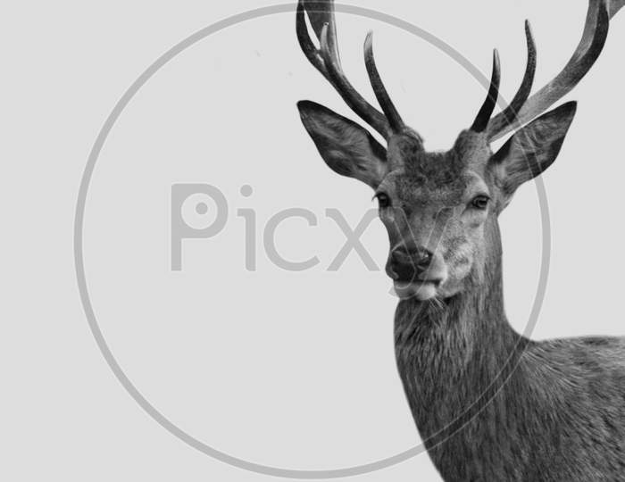 Black And White Deer With Long Antlers In The White Background