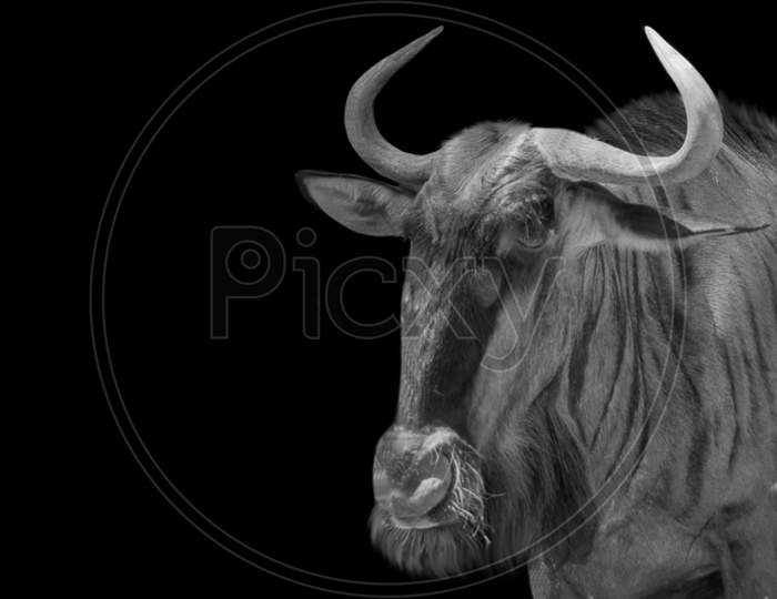 Black And White Wildebeest Closeup Face In The Black Background