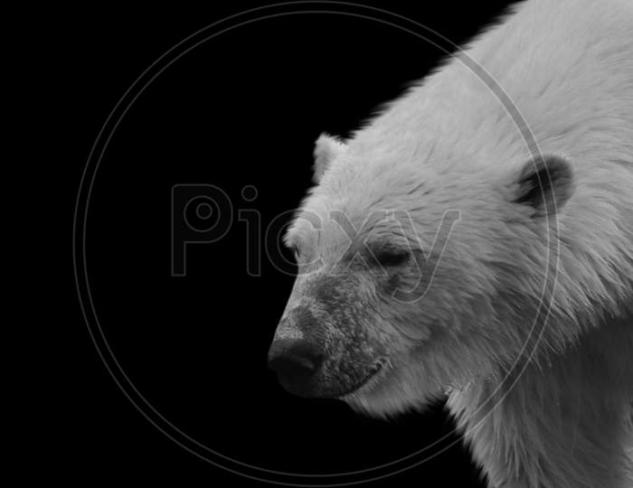Big And Heavy White Polar Bear In The Black Background