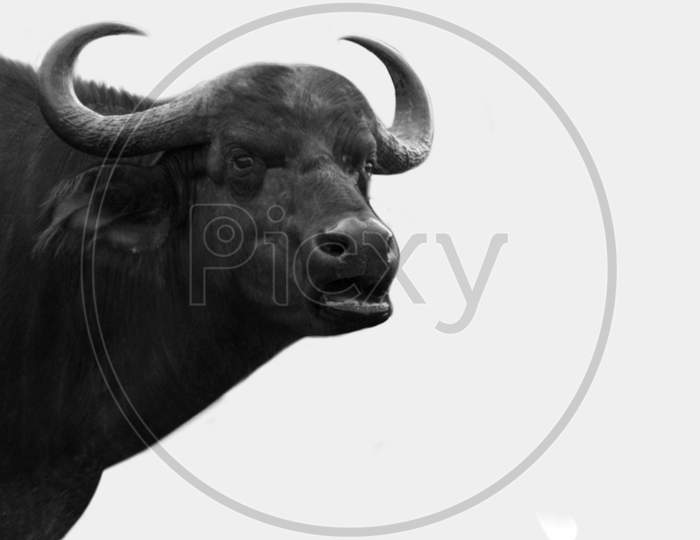 Angry African Buffalo In The White Background