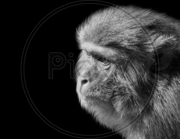 Black And White Monkey Closeup In The Black Background