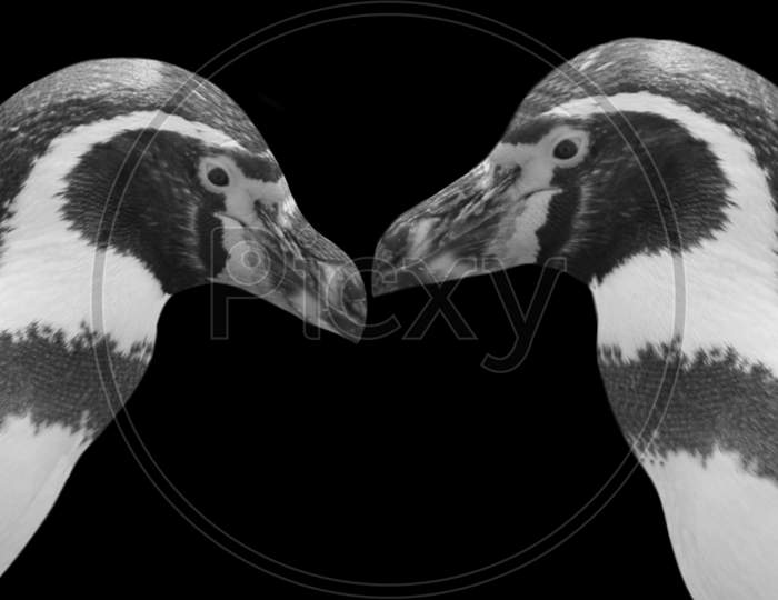 Beautiful Two Little Humboldt Penguin In The Black Background