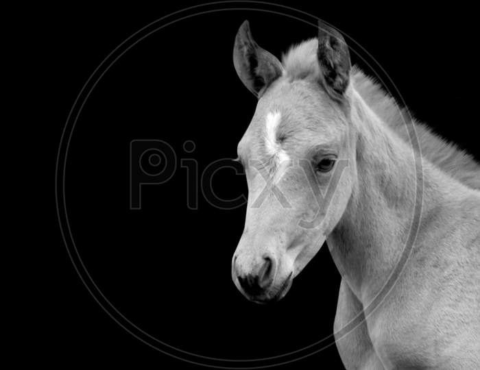 Cute Beautiful Baby Horse In The Black Background