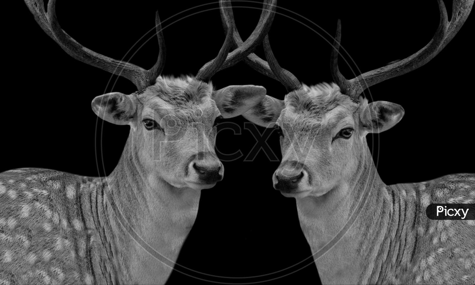 Two Beautiful Couple Deer In The Black Background