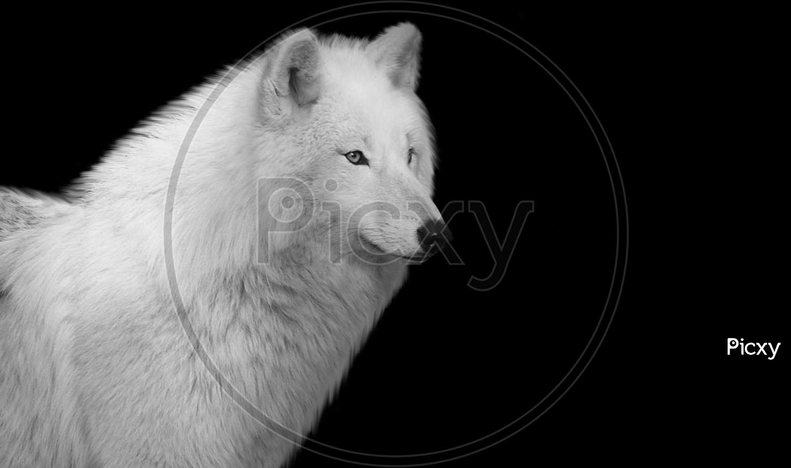Amazing White Wolf Closeup Face In The Black Background