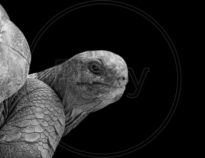 Cute And Big Galapagos Tortoise In The Black Background