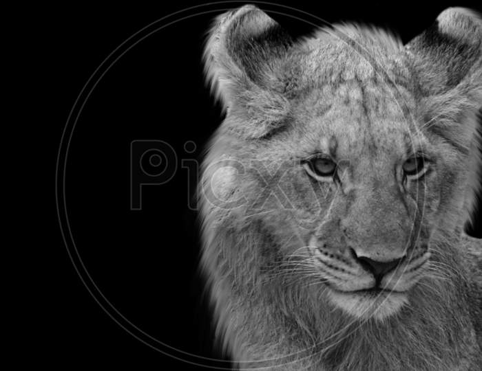 Black And White Cute Lion Baby Cub Face In The Black Background
