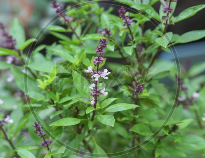 Thai Herb Basil Trees Are Flowering