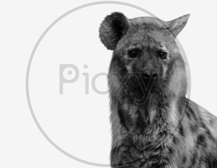 Dangerous Hyena Closeup Face In The White Background