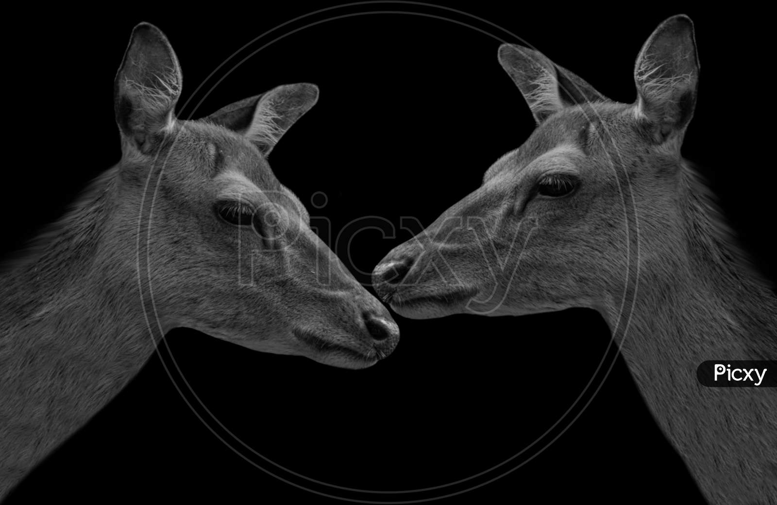 Two Cute Portrait Couple Deer In The Black Background