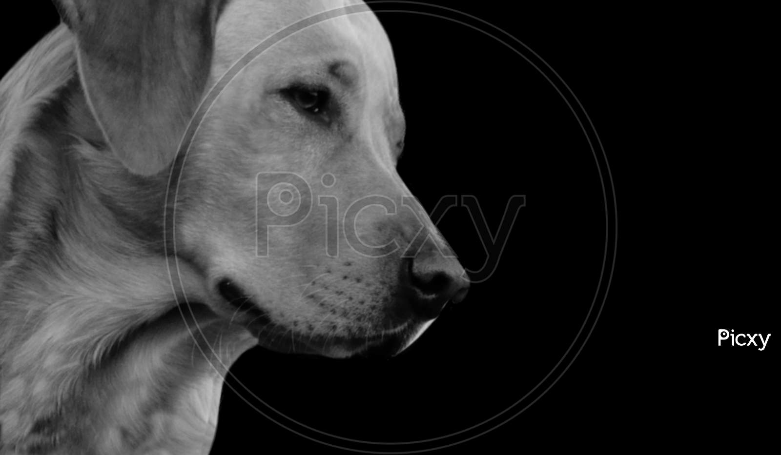 Cute Black And White Dog Closeup In The Black Background