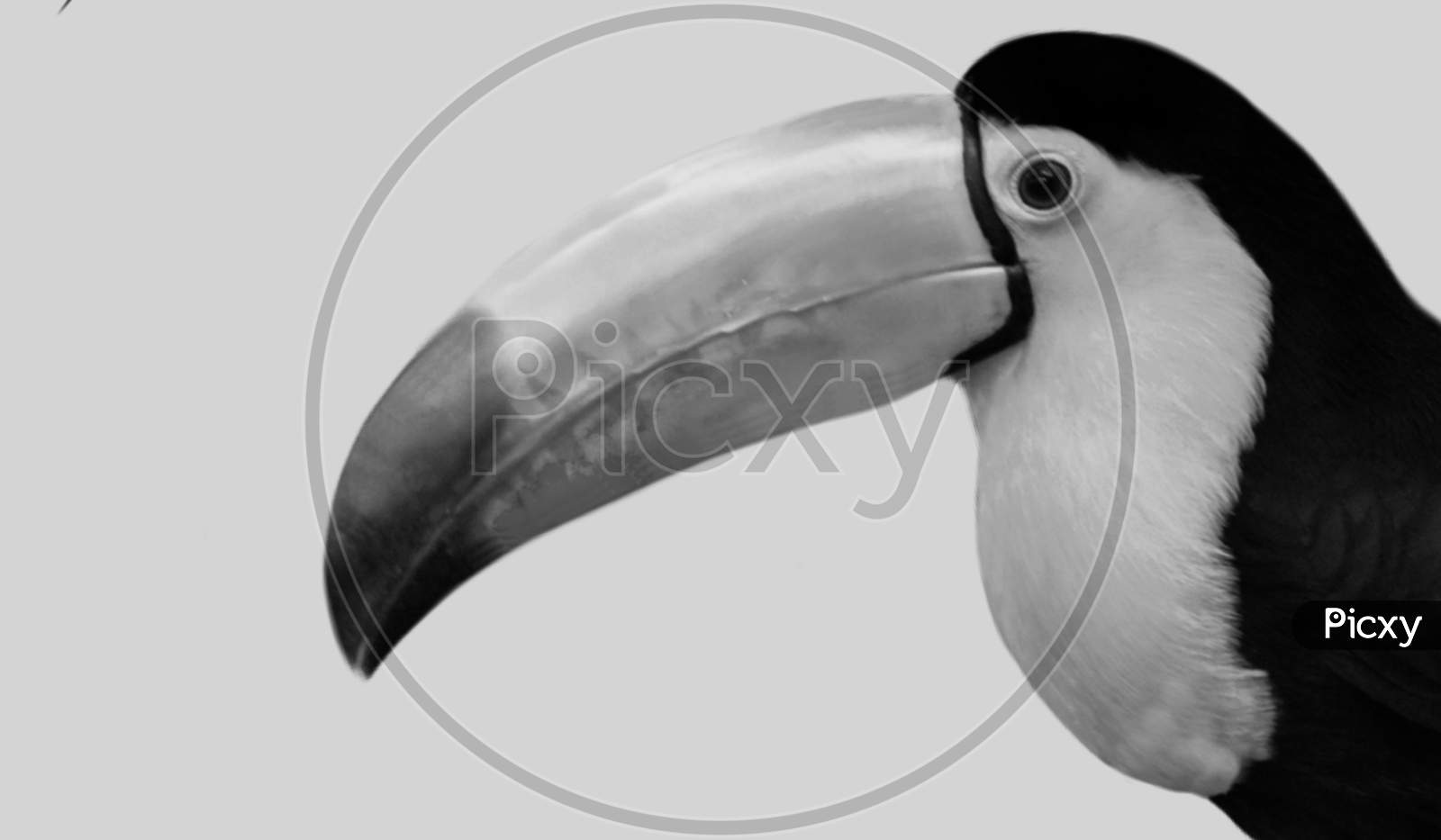 Beautiful Keel Billed Toucan Closeup Face In The White Background