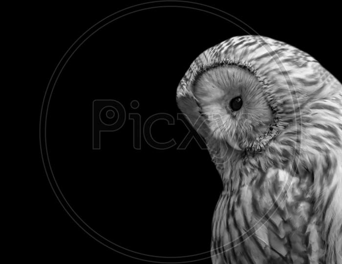Cute Sad Ural Owl Face In The Black Background