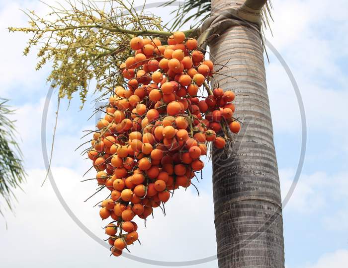 Betel Nuts Or Areca Nuts On The Tree