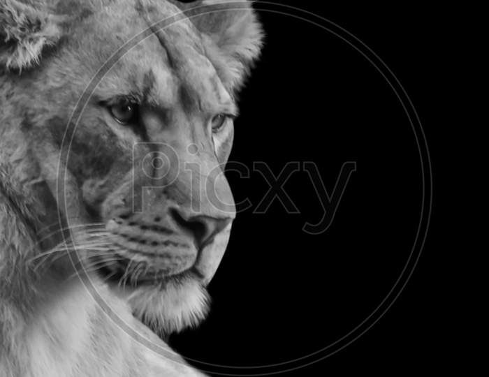 Aggressive Lion Closeup In The Black Background