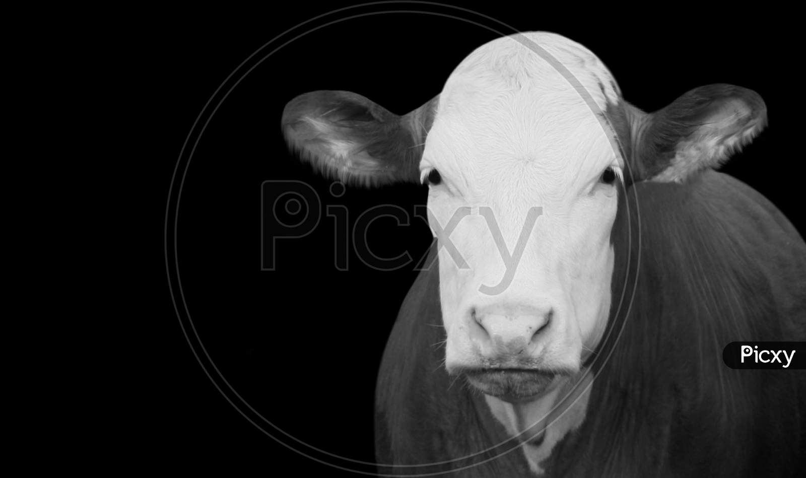Portrait Cow Closeup Face In The Black Background