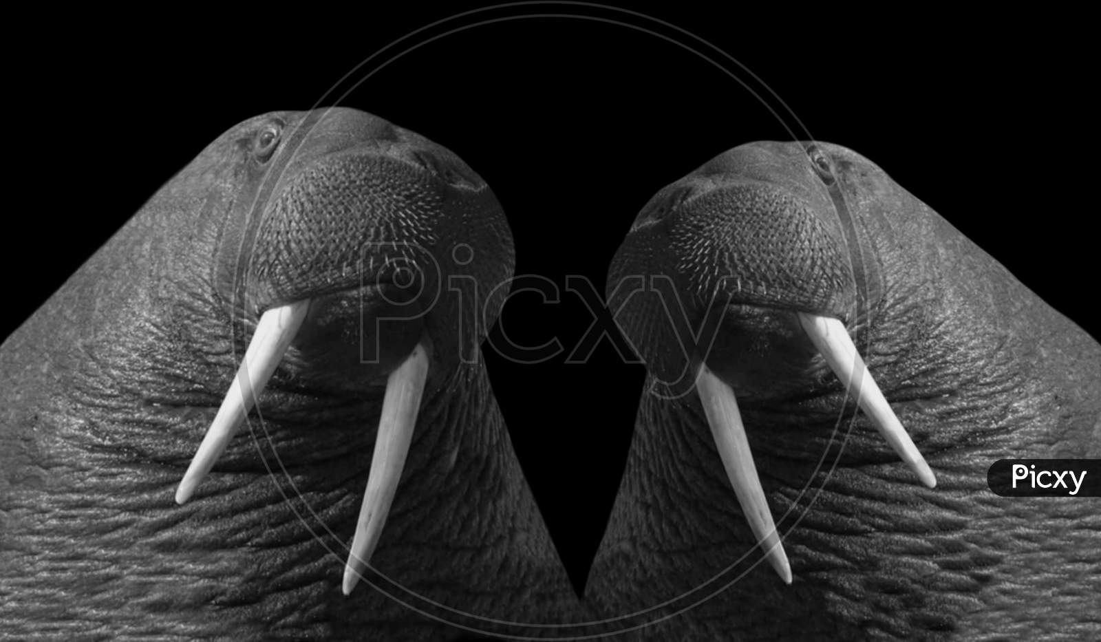 Two Black And White Pacific Walrus Face