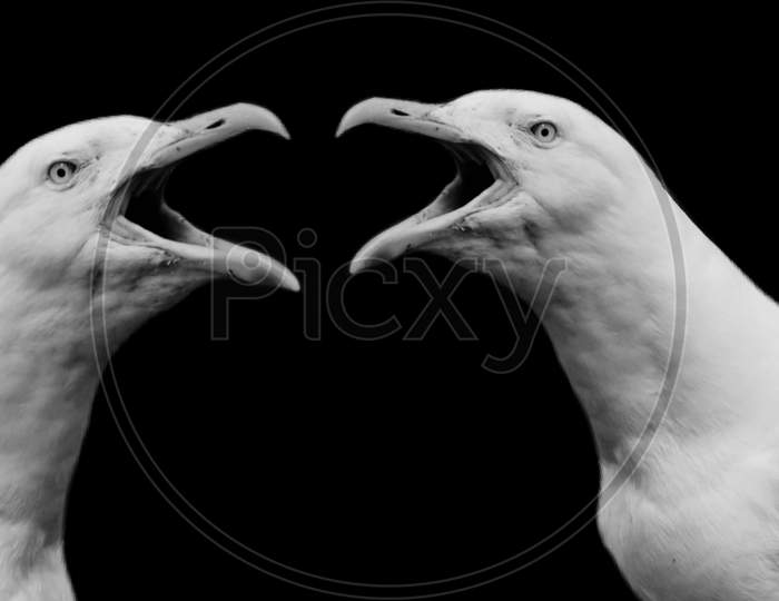 Two Angry Black And White Seagull Face