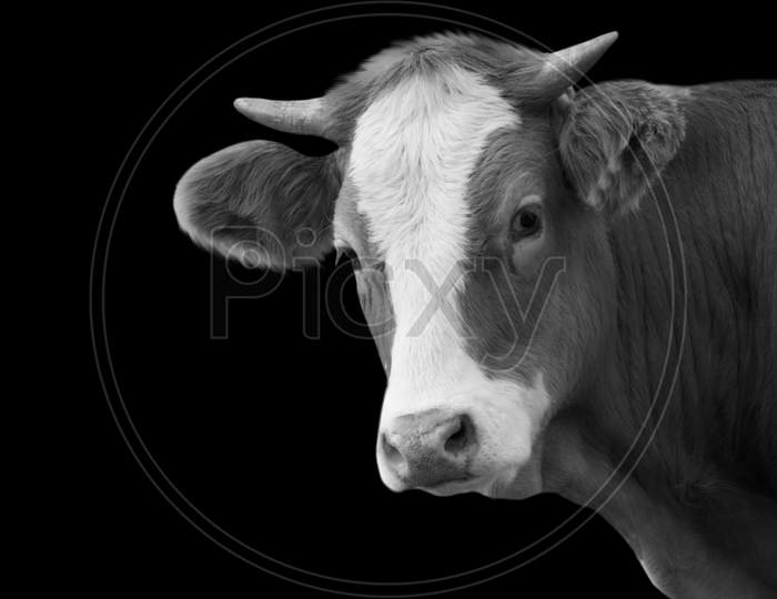 Cute Black And White Cow Isolated In The Black Background