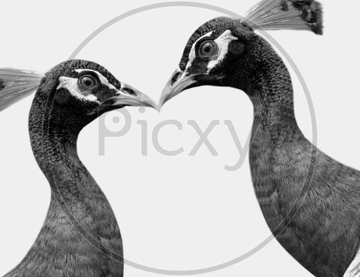 Two Beautiful Cute Peacock Closeup In The White Background