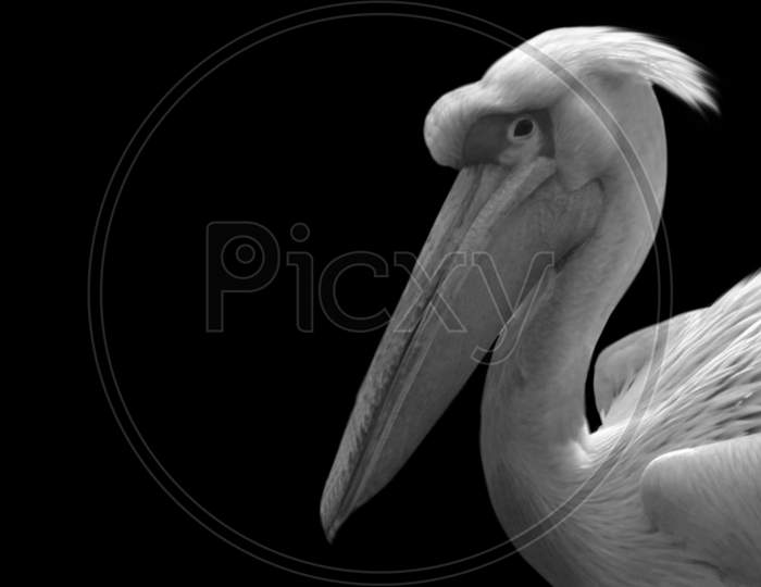 Black And White Great White Pelican Bird Face