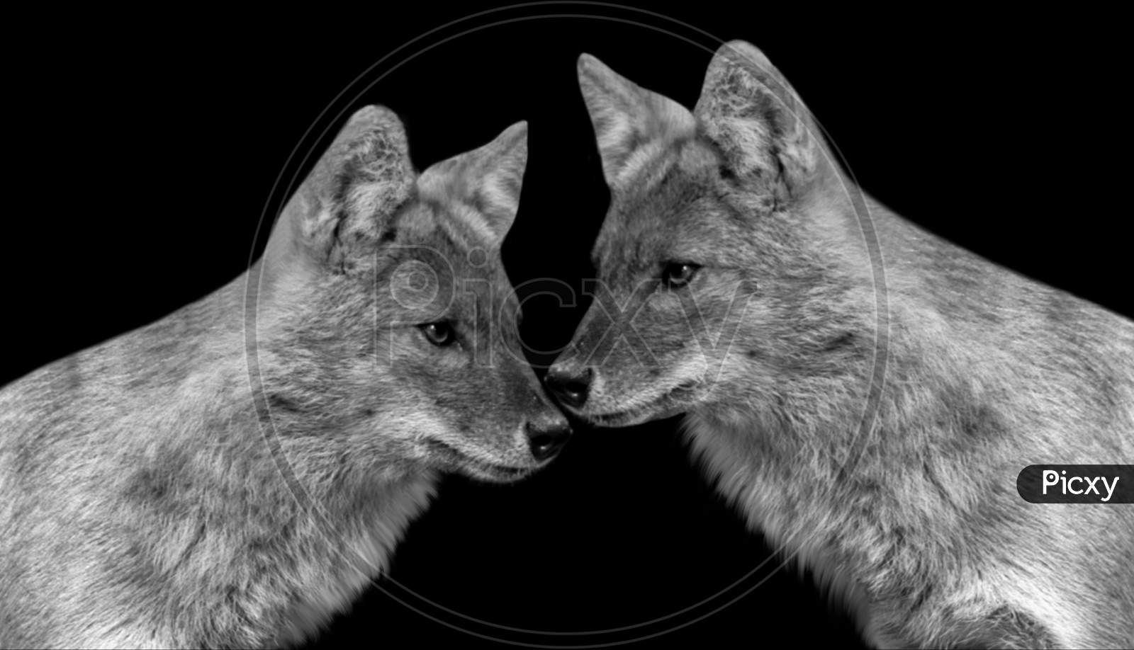 Image of Two Cute Couple Fox In The Black Background-VR184094-Picxy