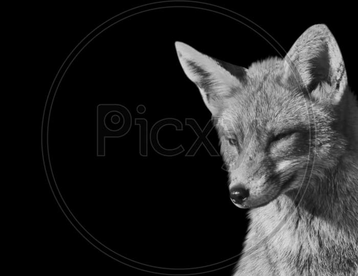 Black And White Fox Relaxing In The Black Background